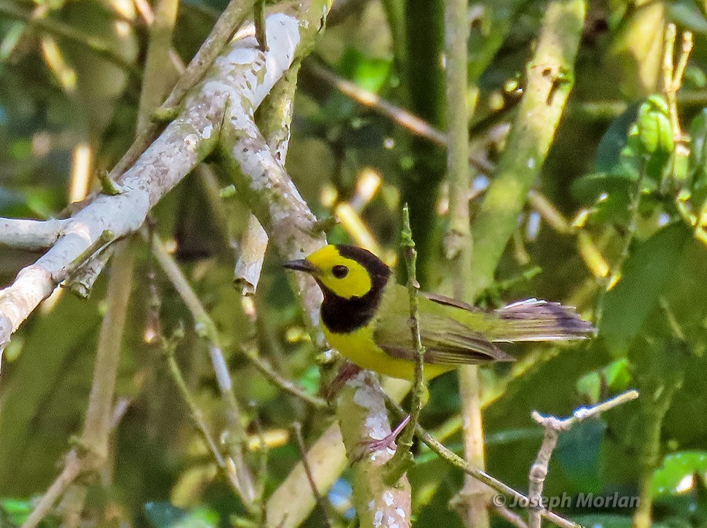 Hooded Warbler - Joseph Morlan