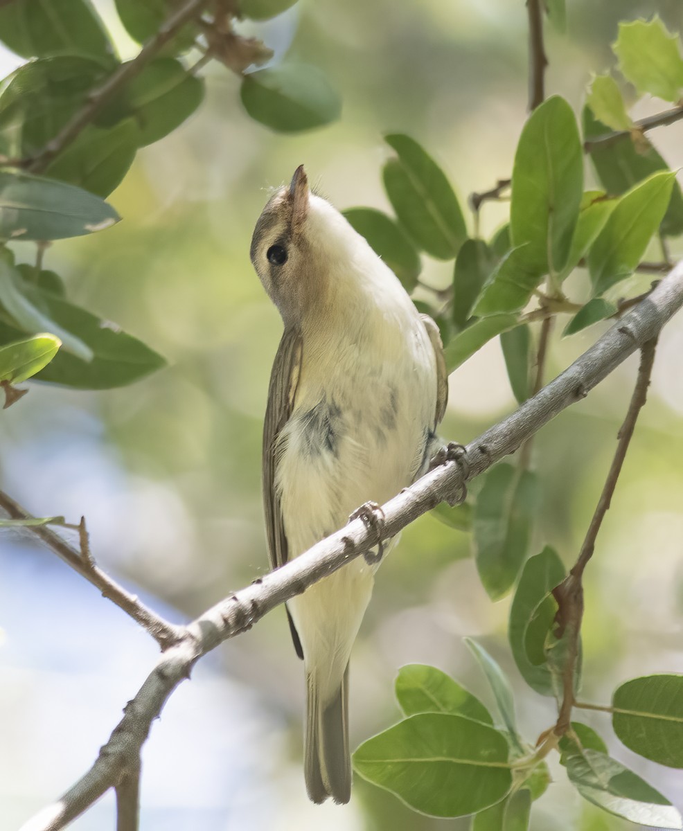 Warbling Vireo - Jerry Ting