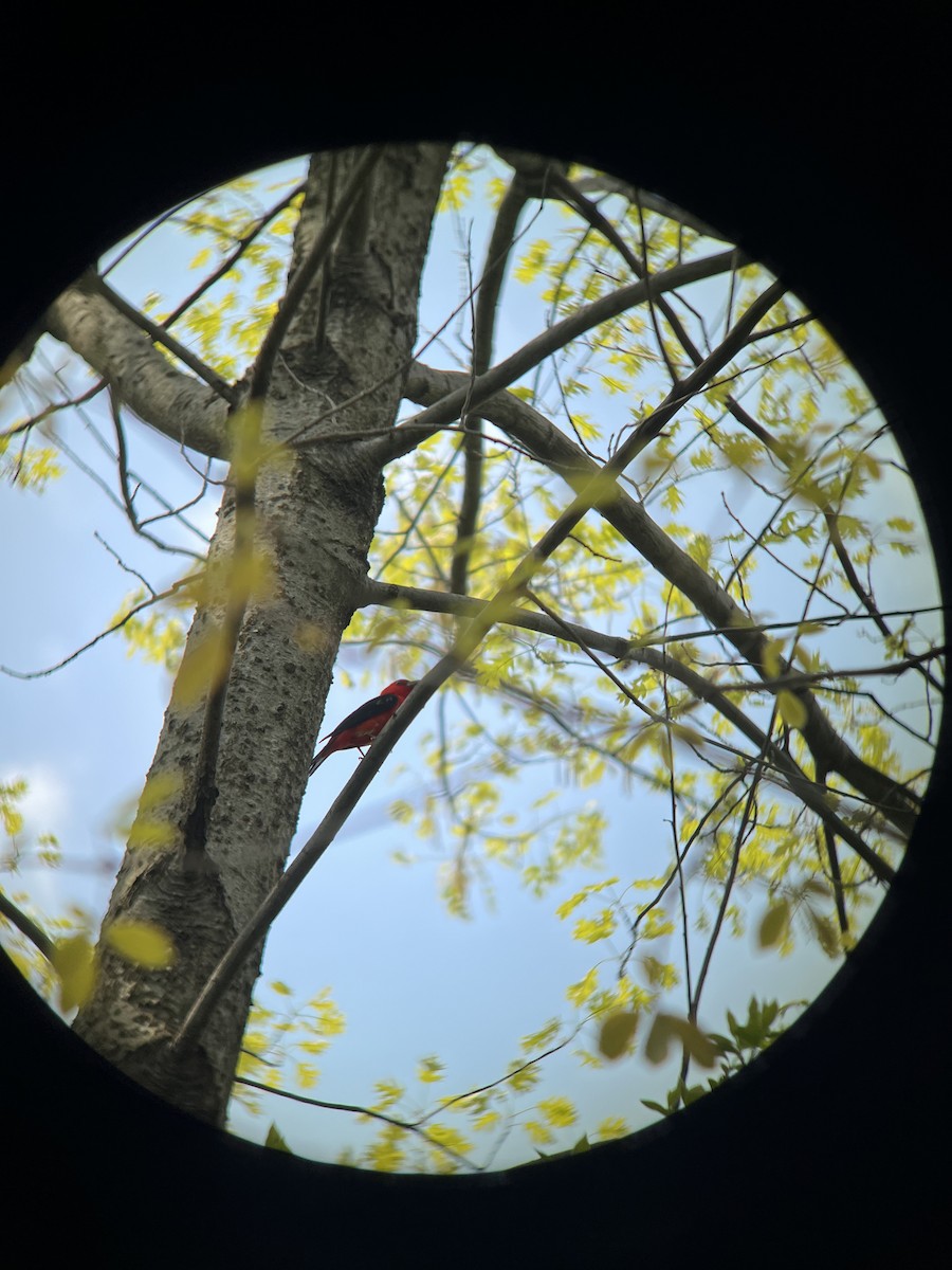 Scarlet Tanager - liz Velikonja