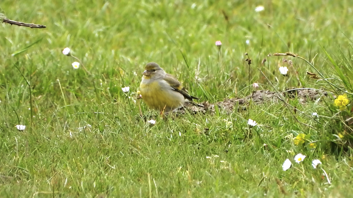 Citril Finch - ML619100894