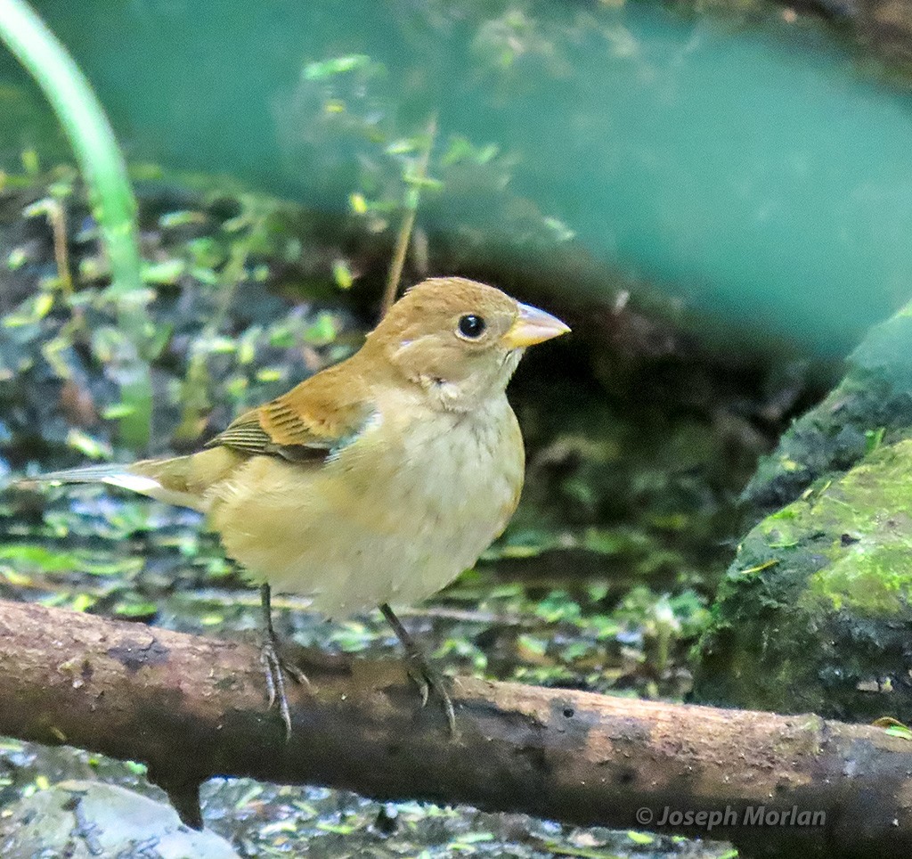 Indigo Bunting - Joseph Morlan