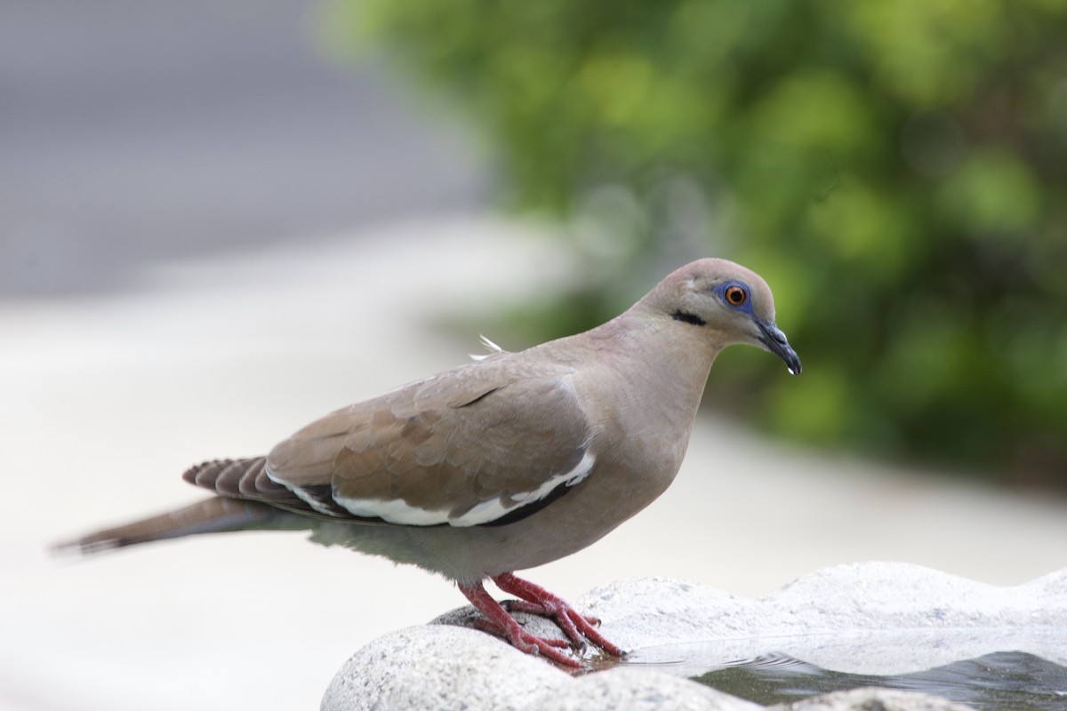 White-winged Dove - allie bluestein