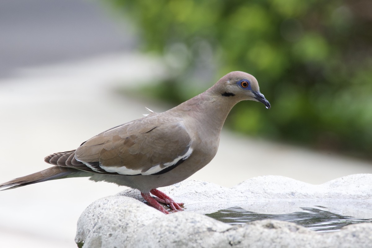 White-winged Dove - allie bluestein