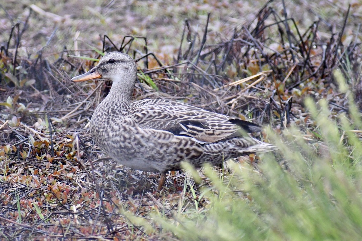 Gadwall - Steven Weiss