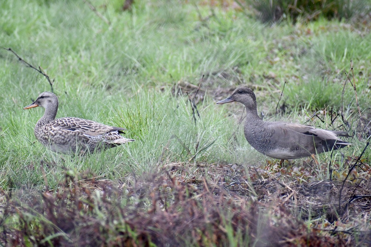 Gadwall - Steven Weiss