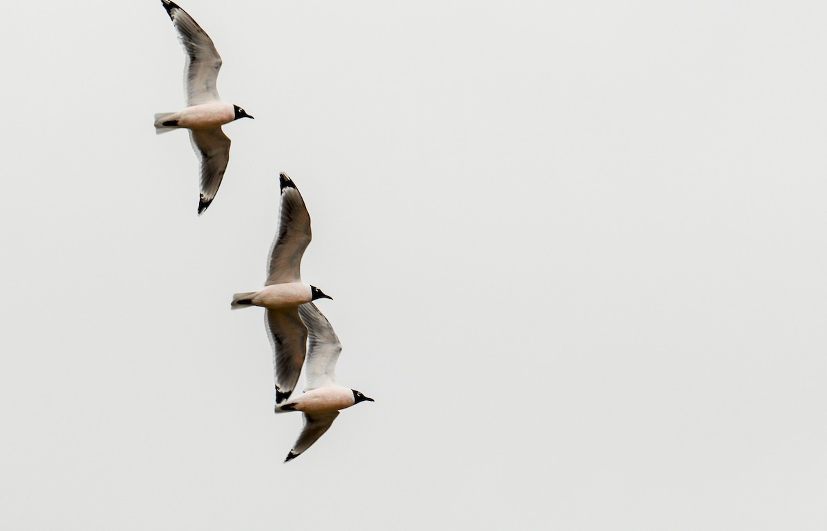 Franklin's Gull - ML619100925