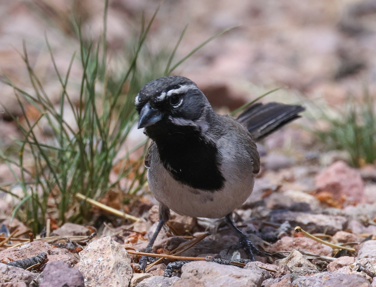 Black-throated Sparrow - ML619100936
