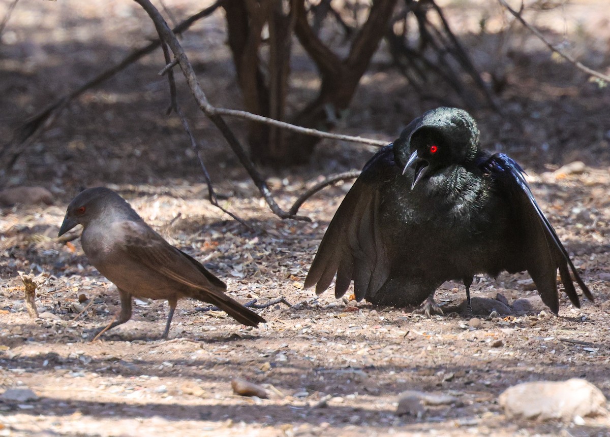 Bronzed Cowbird - ML619100961