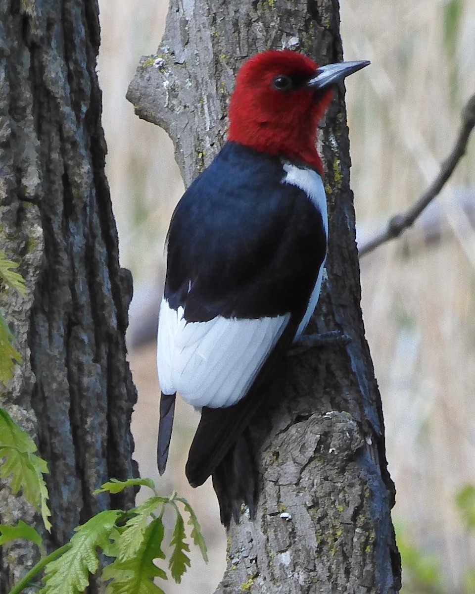 Red-headed Woodpecker - Peter Roberts