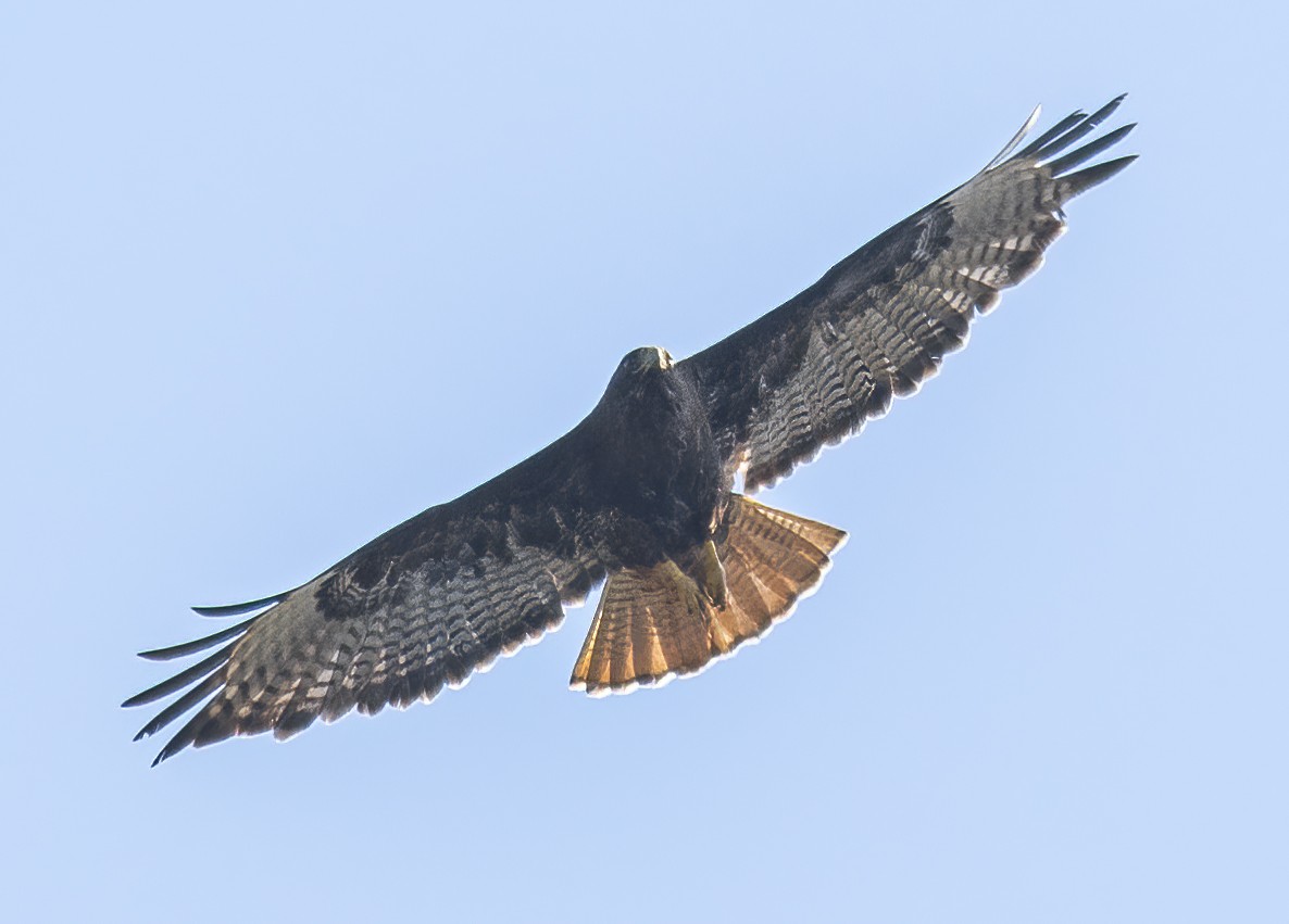 Red-tailed Hawk - Jerry Ting