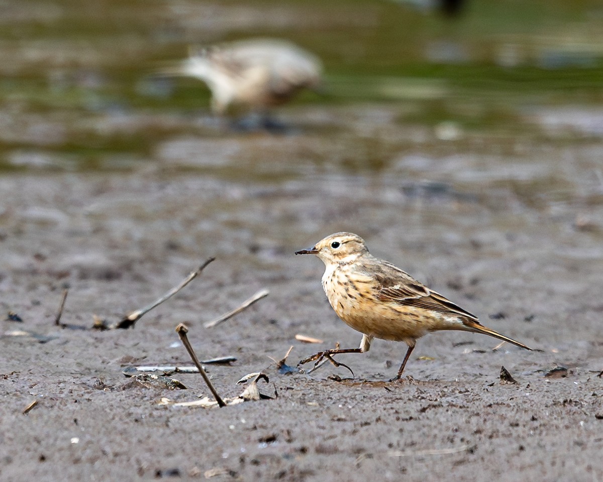 American Pipit - A & A Powell