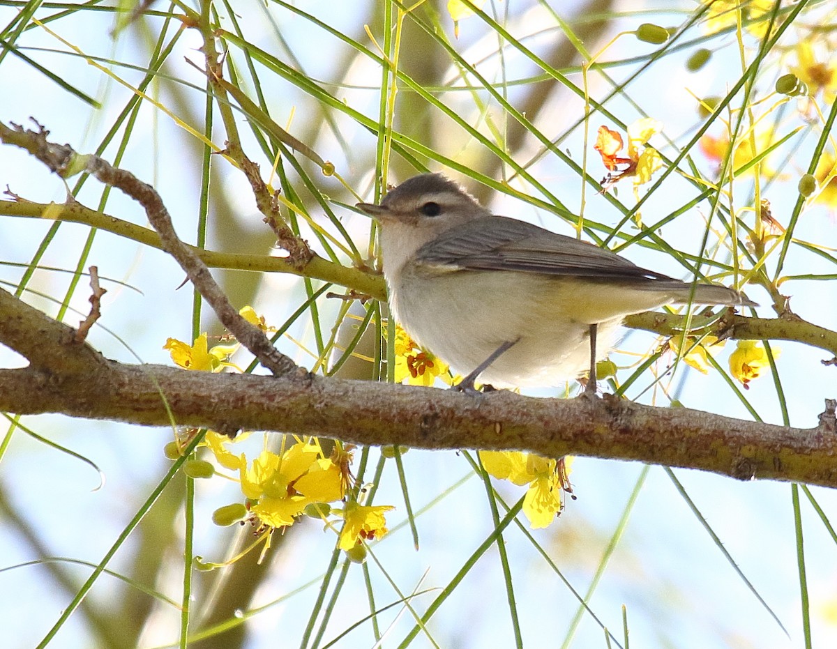 Warbling Vireo - Greg Gillson