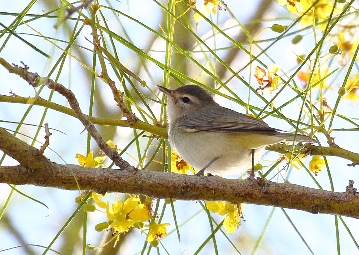 Warbling Vireo - Greg Gillson