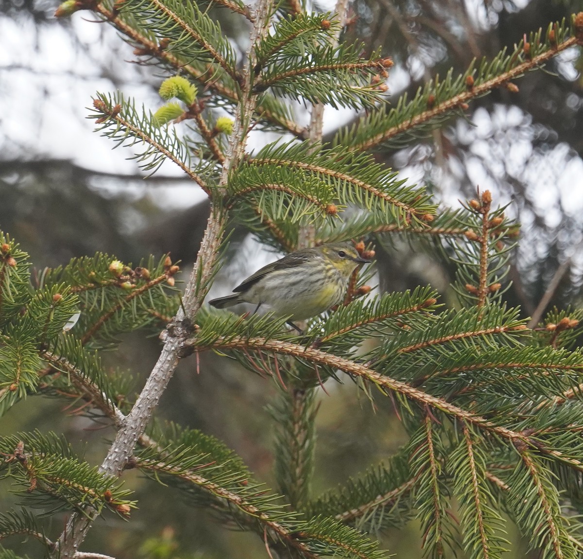 Cape May Warbler - ML619101003