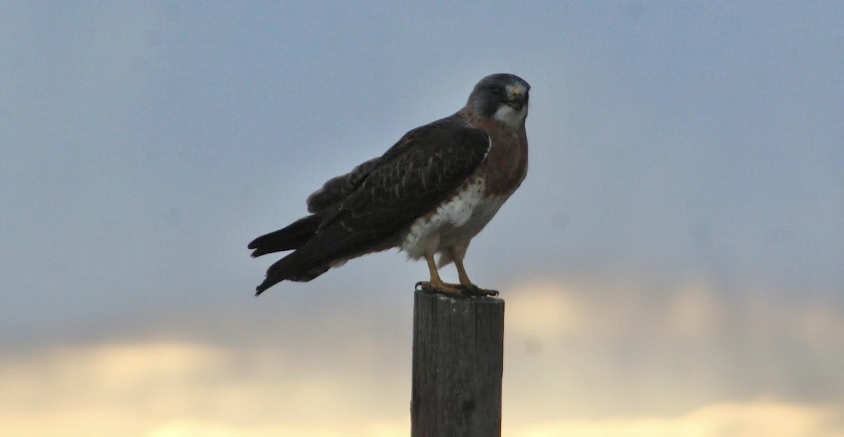 Swainson's Hawk - Archer Silverman