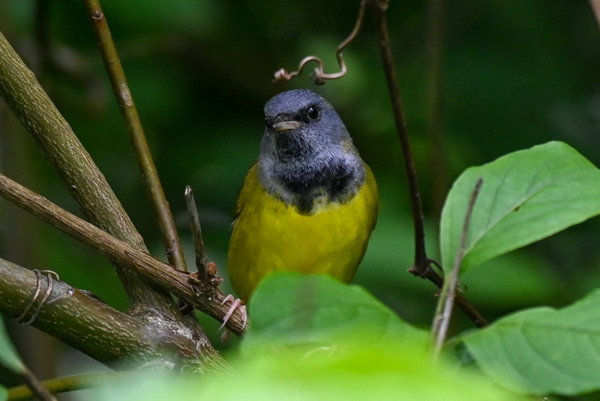 Mourning Warbler - ML619101018