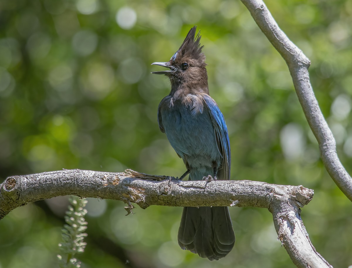 Steller's Jay - Jerry Ting