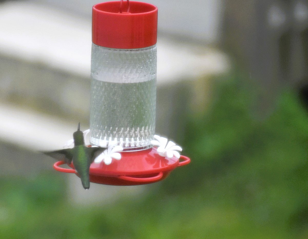 Ruby-throated Hummingbird - Marjorie Van Tassel