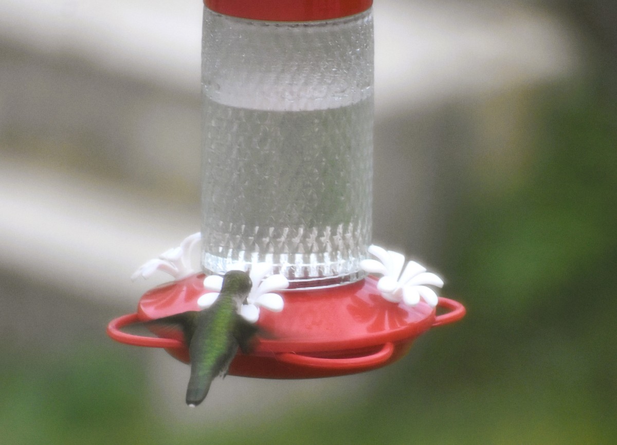 Ruby-throated Hummingbird - Marjorie Van Tassel