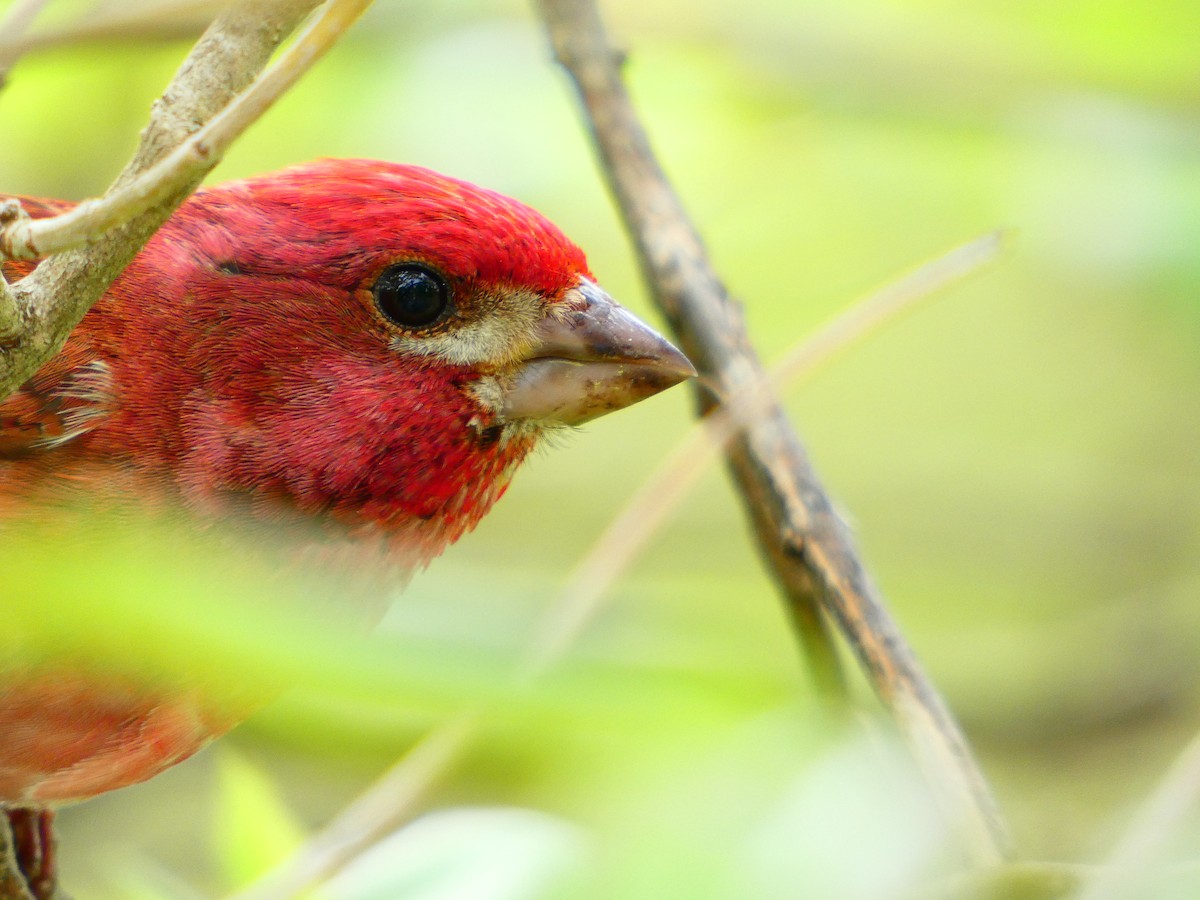 Purple Finch - ML619101029