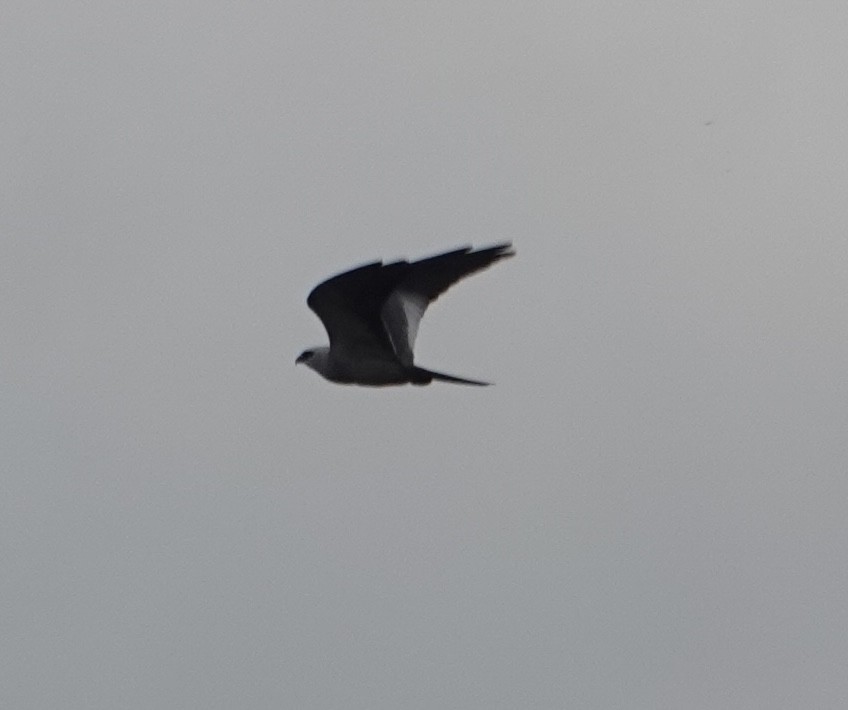 Mississippi Kite - ML619101037