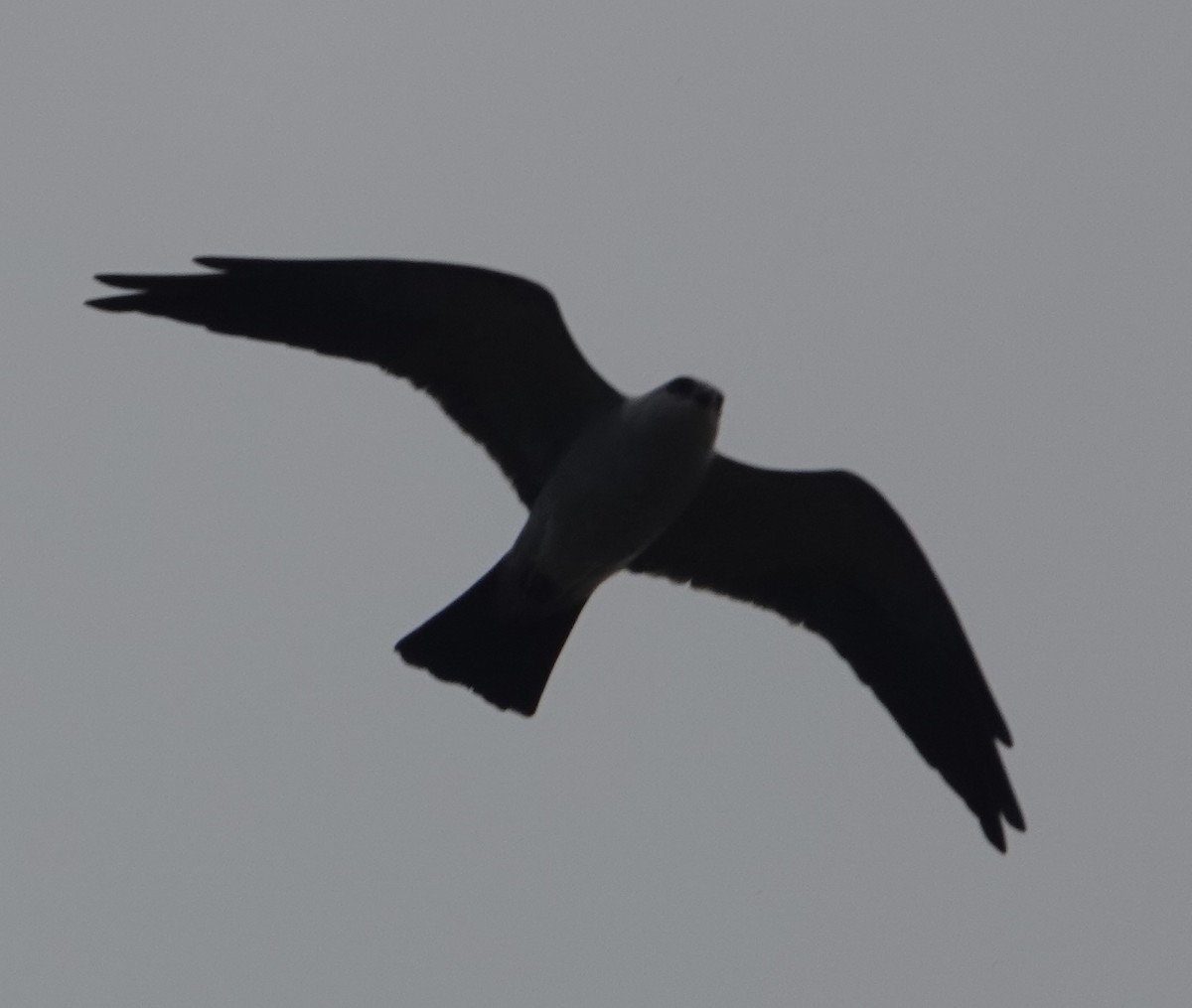 Mississippi Kite - ML619101038