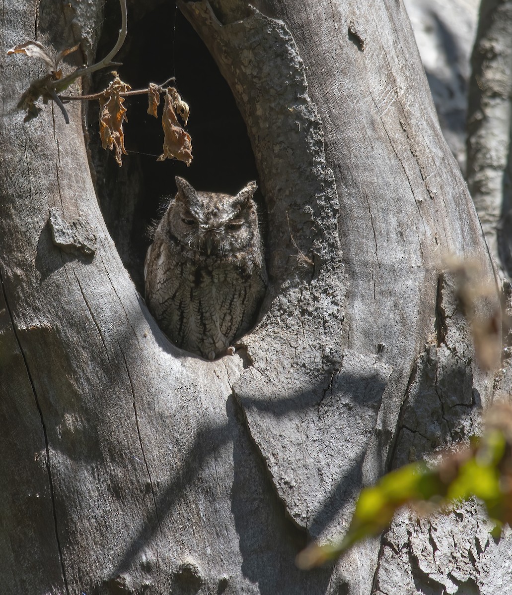 Western Screech-Owl - Jerry Ting