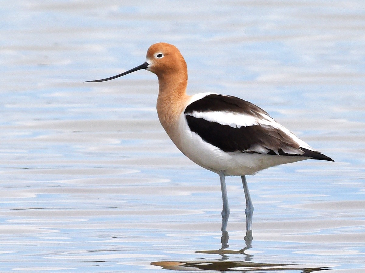 American Avocet - ML619101048