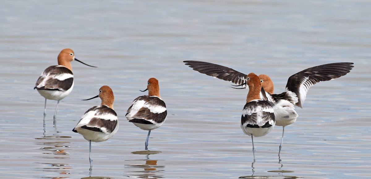 American Avocet - Steven Mlodinow