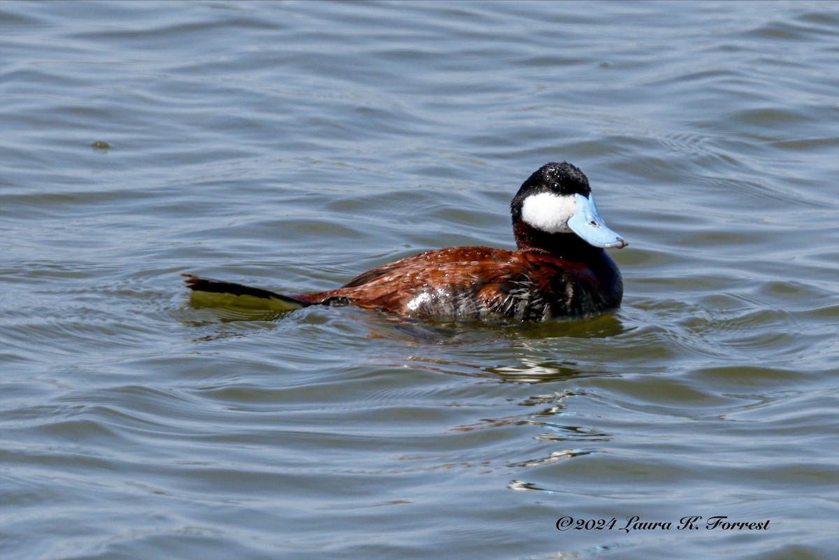 Ruddy Duck - Laura Forrest