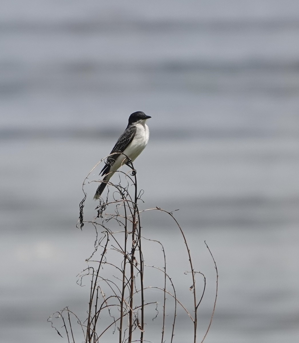 Eastern Kingbird - ML619101071