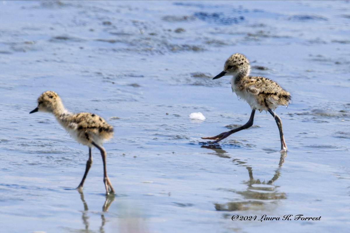 Black-necked Stilt - Laura Forrest