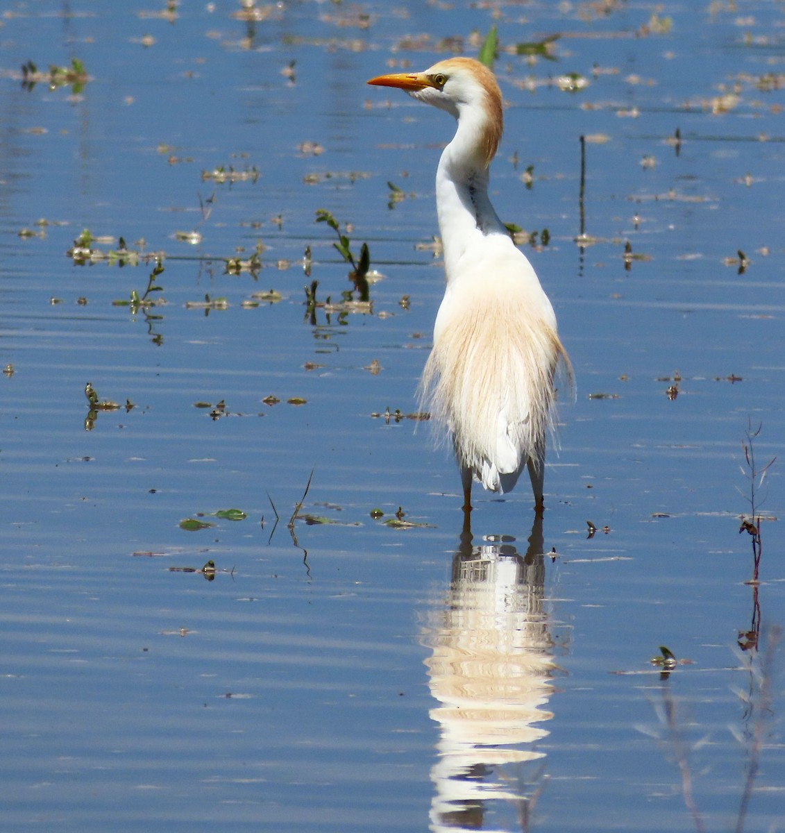 Western Cattle Egret - Deanna Nichols