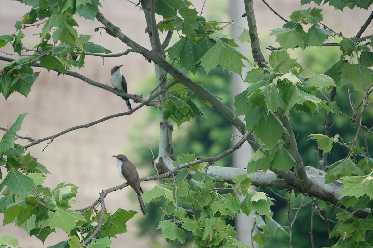 Yellow-billed Cuckoo - ML619101098