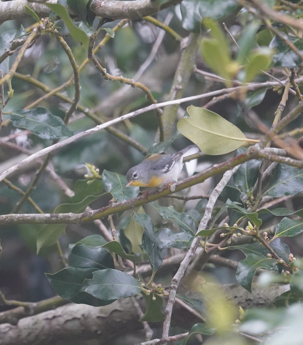 Northern Parula - Louis Dentiste