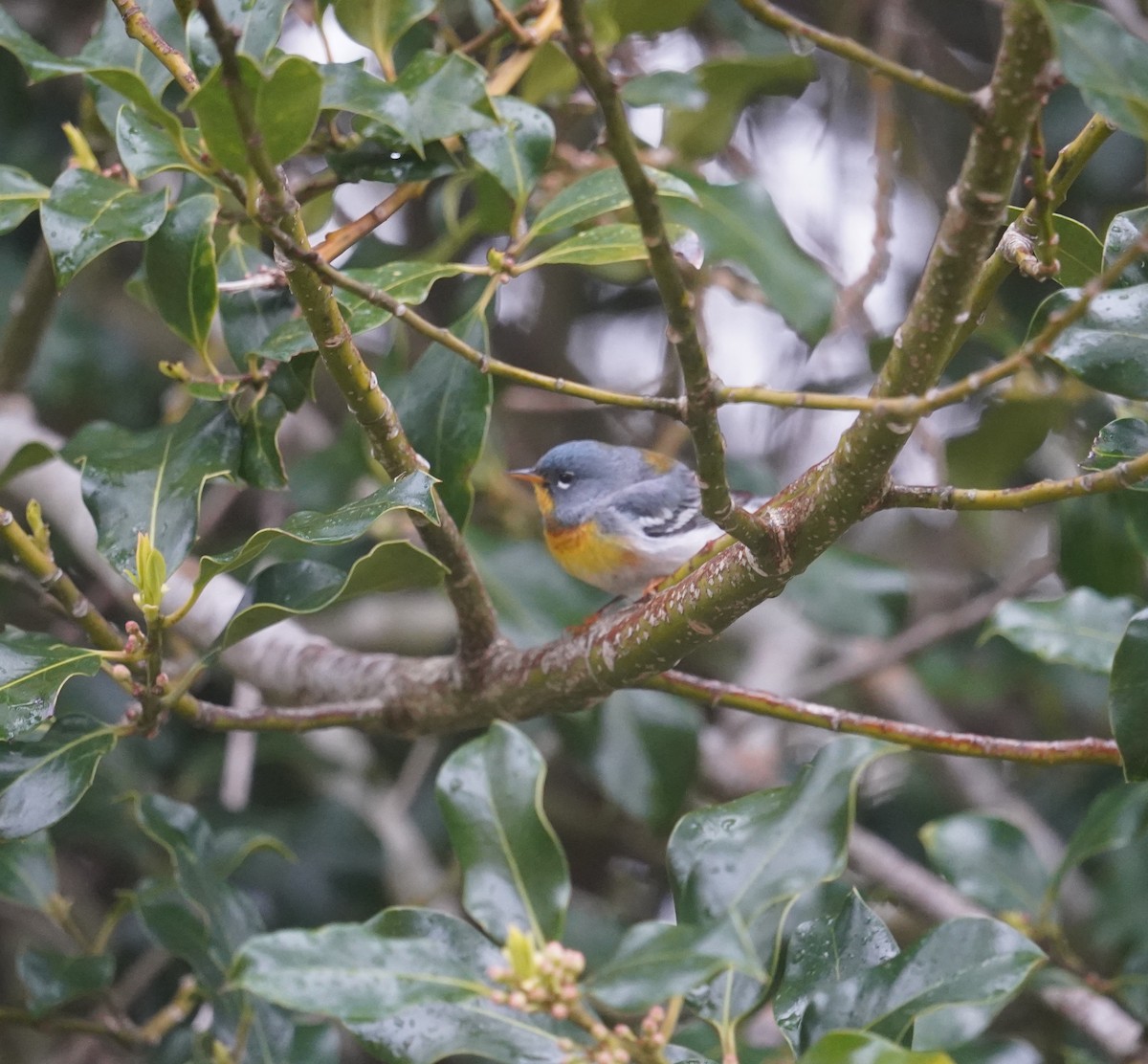 Northern Parula - Louis Dentiste