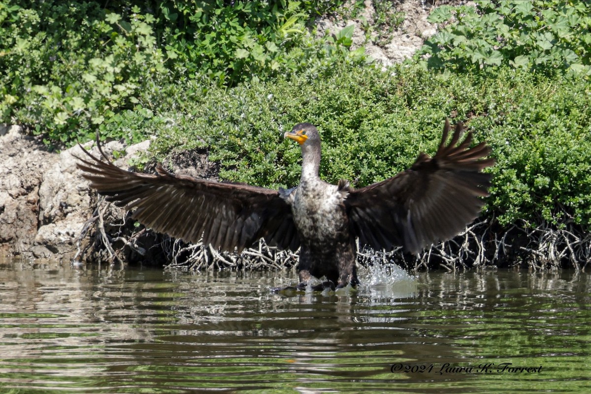Double-crested Cormorant - Laura Forrest
