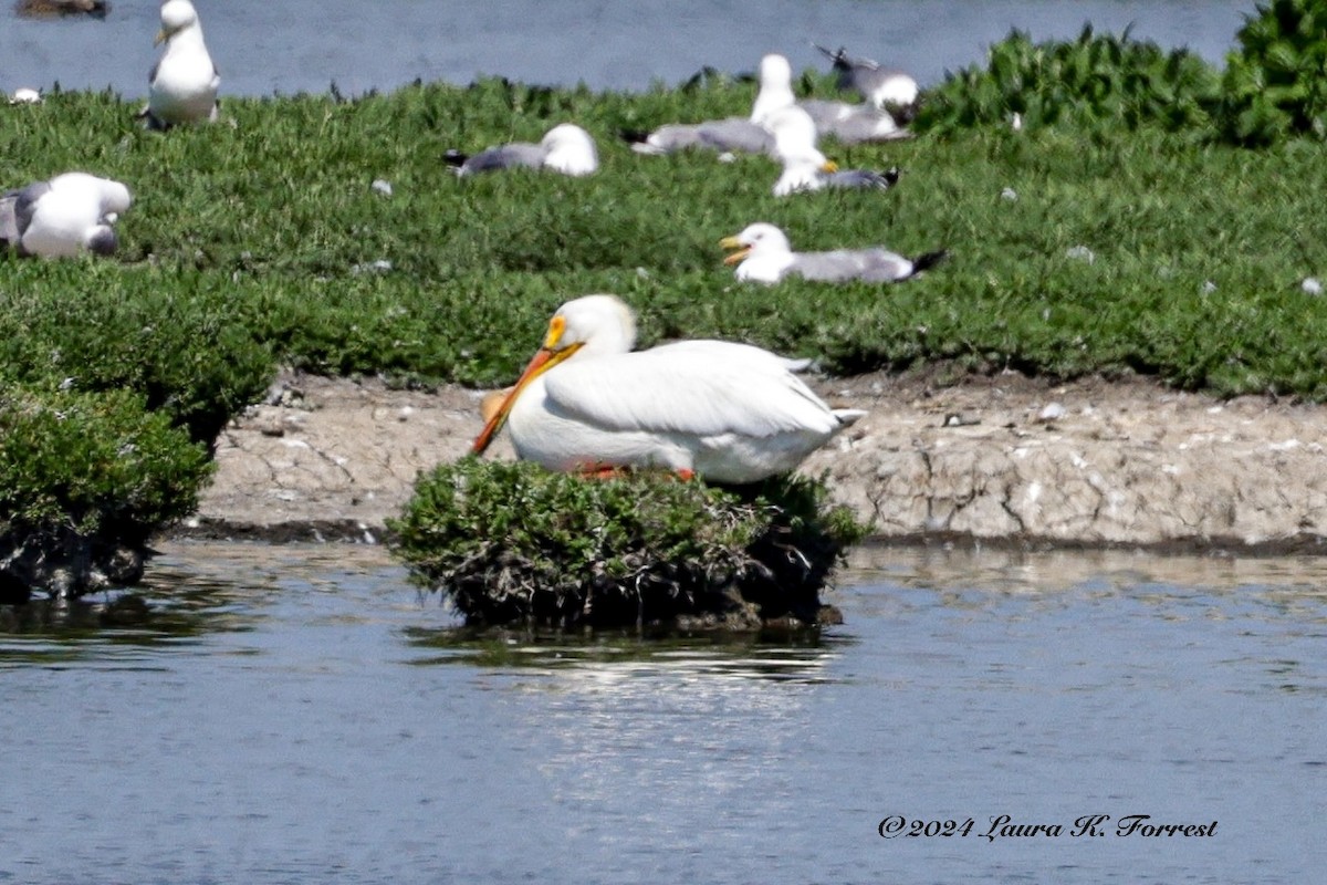 American White Pelican - Laura Forrest