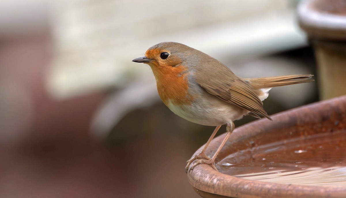 European Robin - Pavel Parkhaev