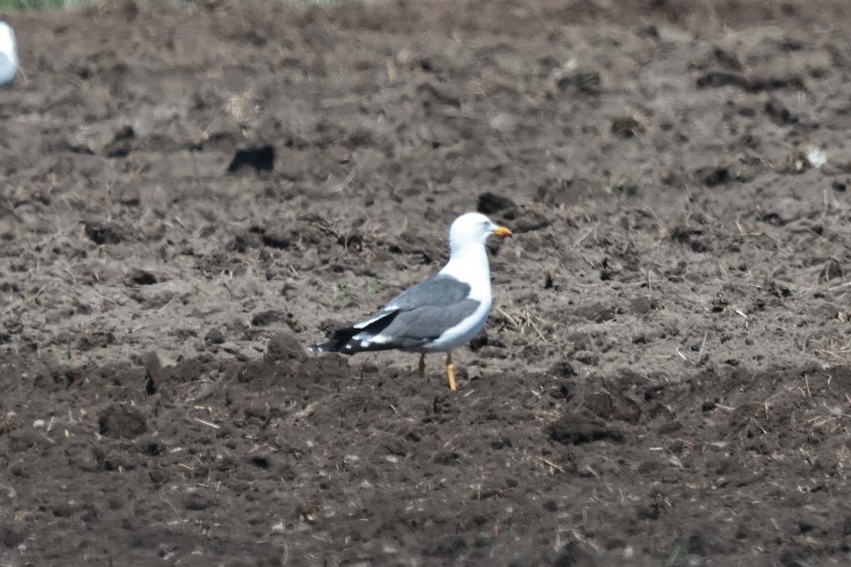 Lesser Black-backed Gull - Claude Auchu