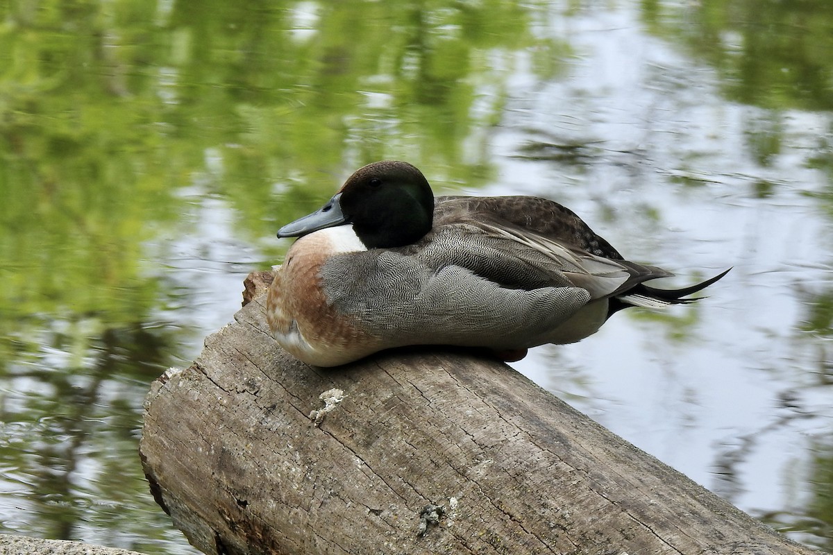 Mallard x Northern Pintail (hybrid) - ML619101194