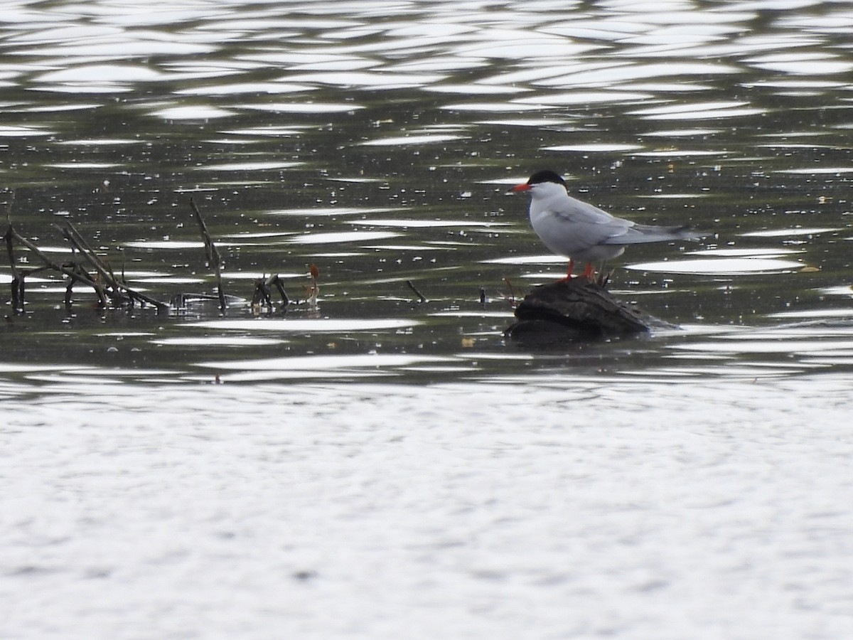 Common Tern - Michelle Bélanger