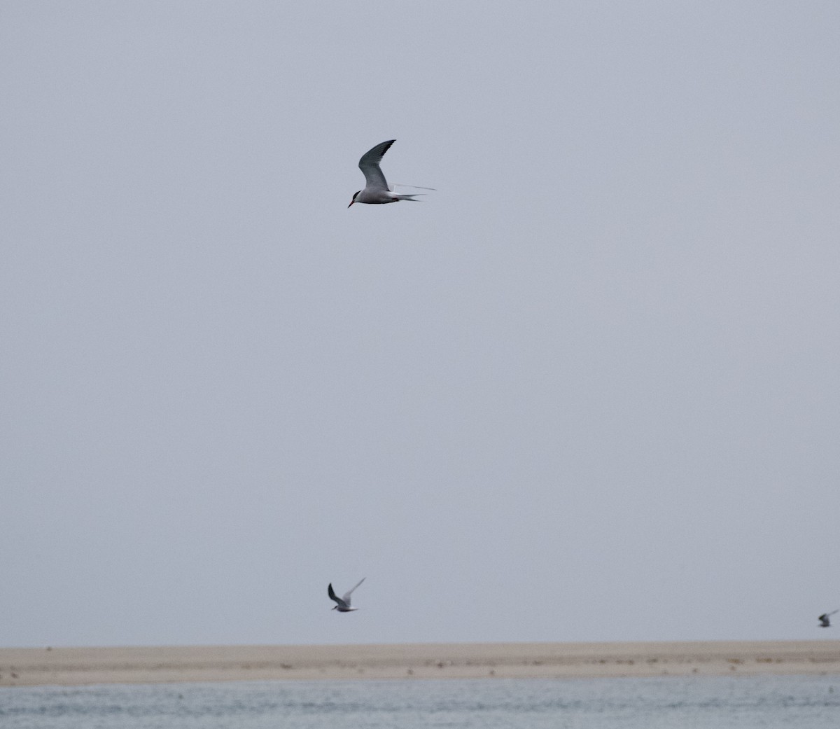 Common Tern - Michael Kopel