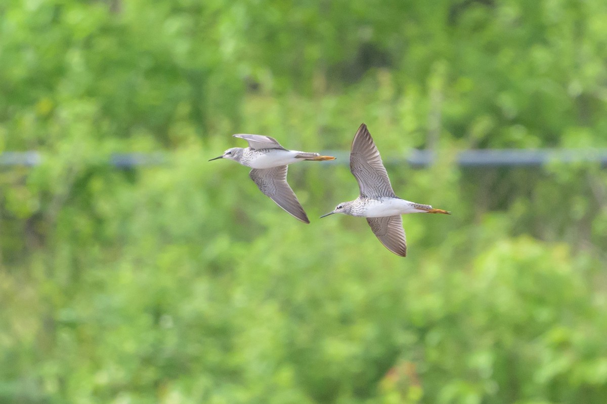 Lesser Yellowlegs - Stephen Davies