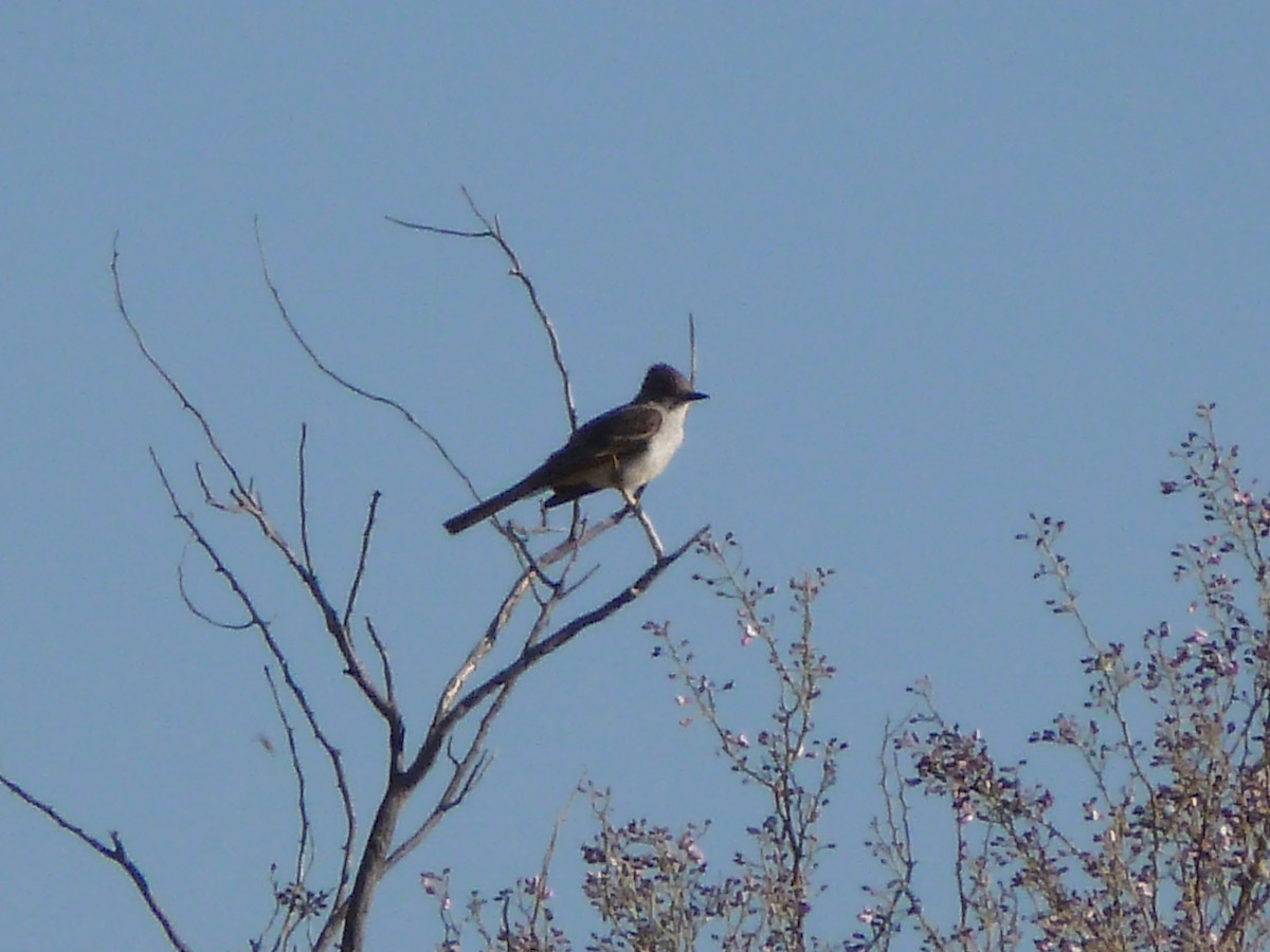 Ash-throated Flycatcher - Anthony Robinson