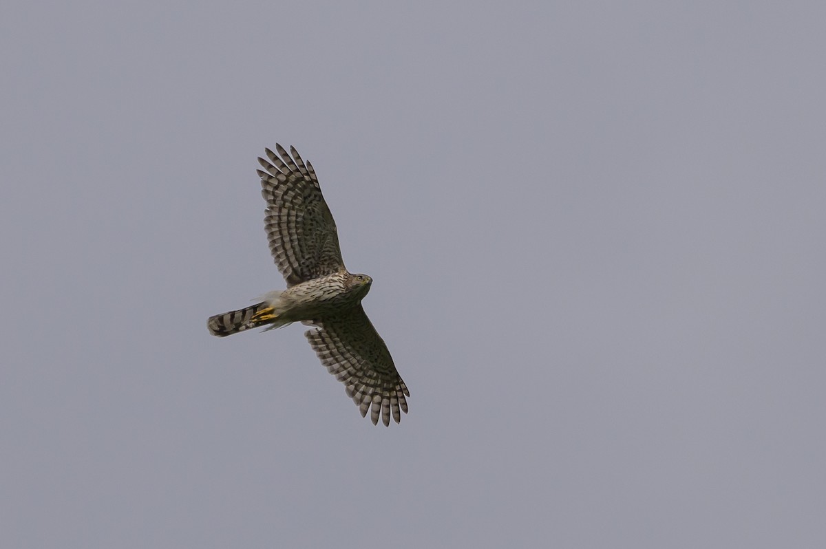 Cooper's Hawk - Stephen Davies