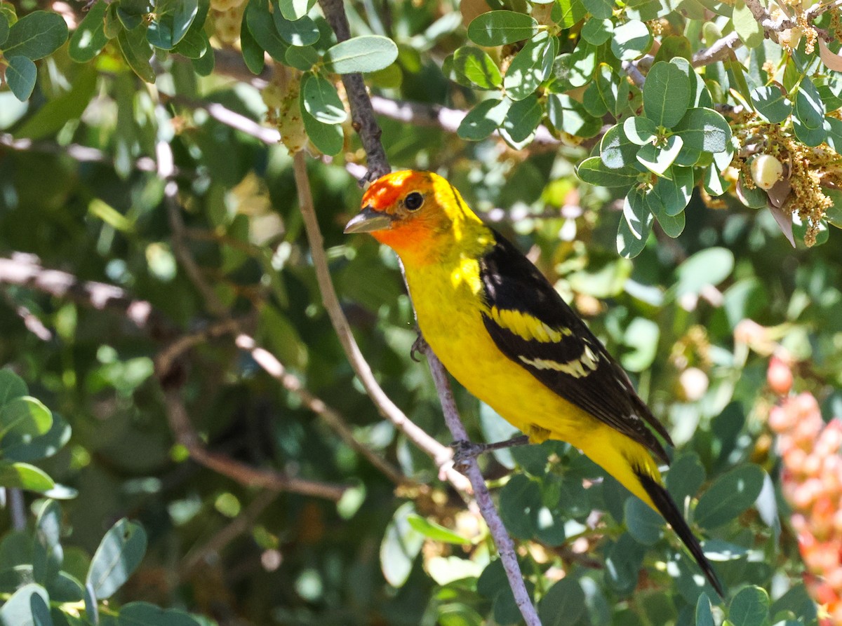 Western Tanager - ML619101327