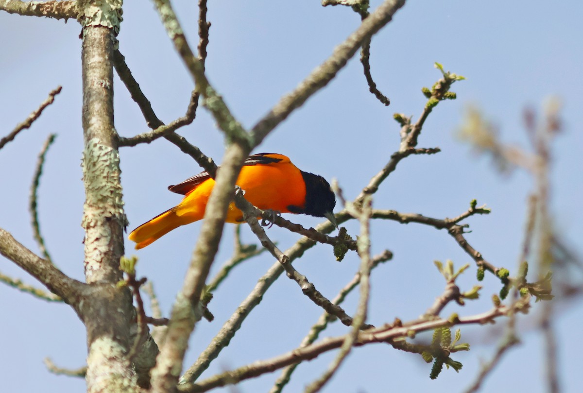 Baltimore Oriole - Silas Wareham