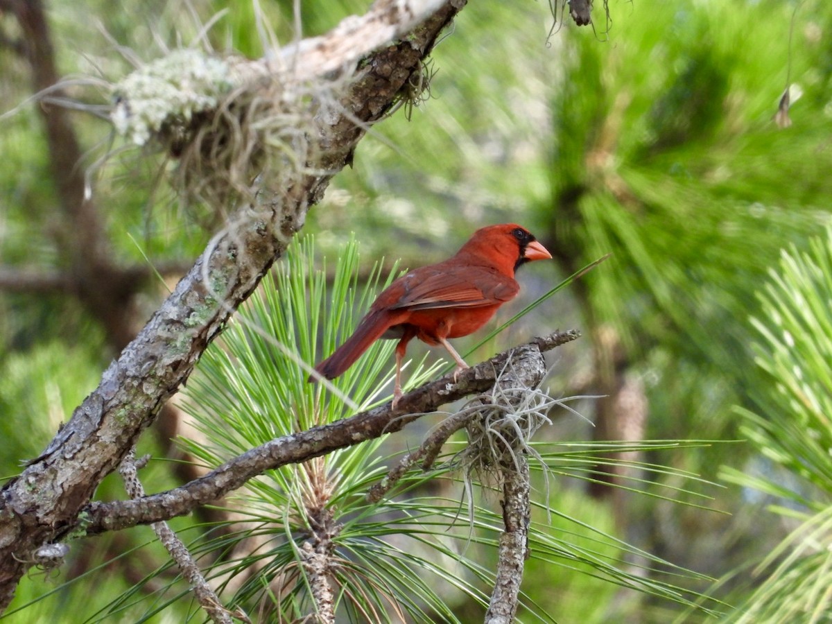 Cardinal rouge - ML619101357