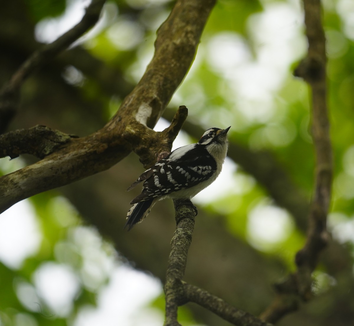 Downy Woodpecker - ML619101369